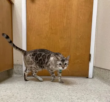 Bengal Cat in Exam Room Bengal Cat in Exam Room