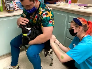 Dog getting Vaccines Dog getting Vaccines