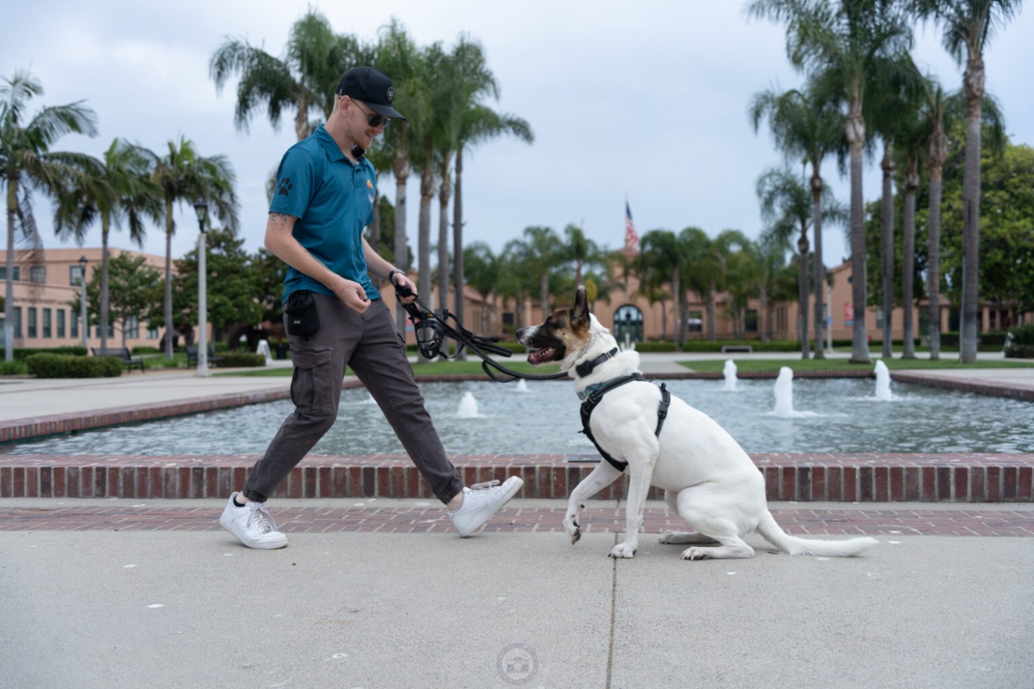Night & Day Dog Training