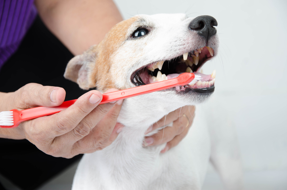 dog getting his teeth brushed during a pet dental appointment with a veterinarian in Tierrasanta