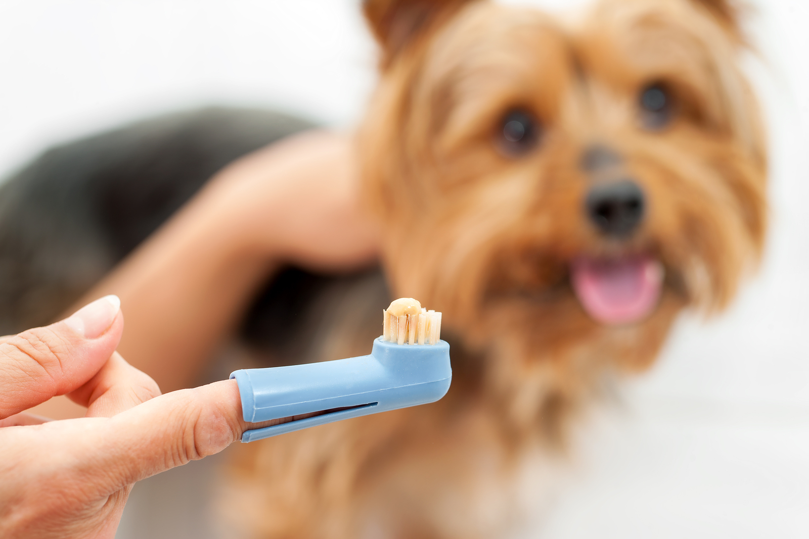Pet Dental Disease Care and Prevention in San Diego at Tierrasanta Veterinary Hospital 