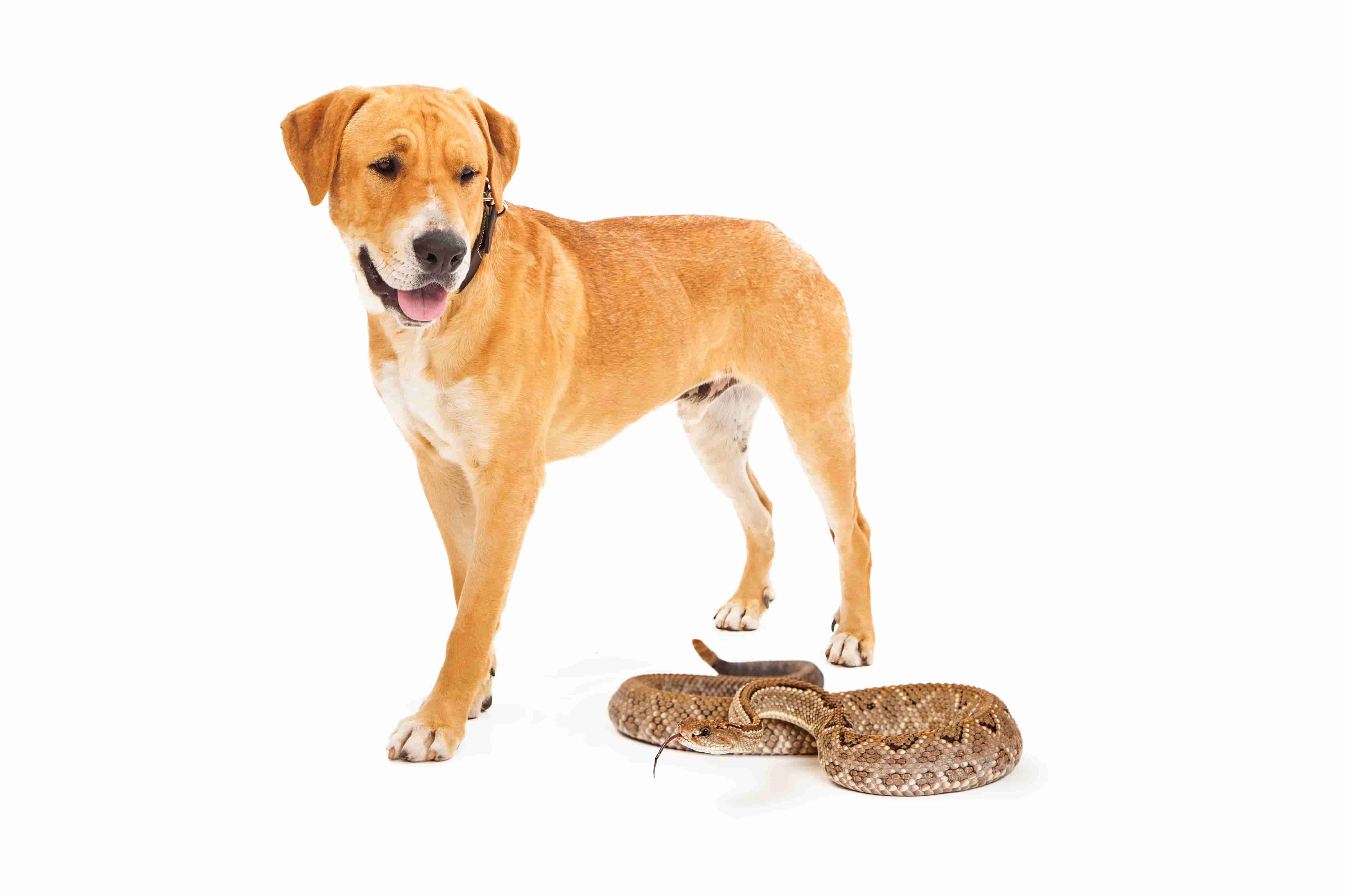 Dog and snake